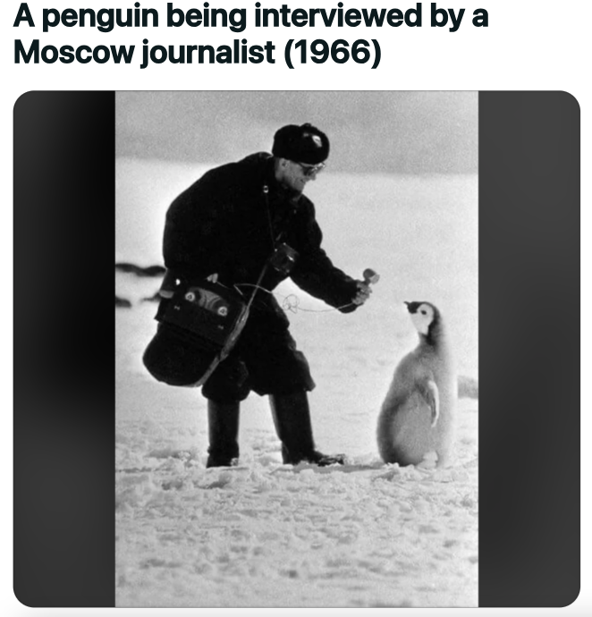 moscow journalist interviewing penguin - A penguin being interviewed by a Moscow journalist 1966