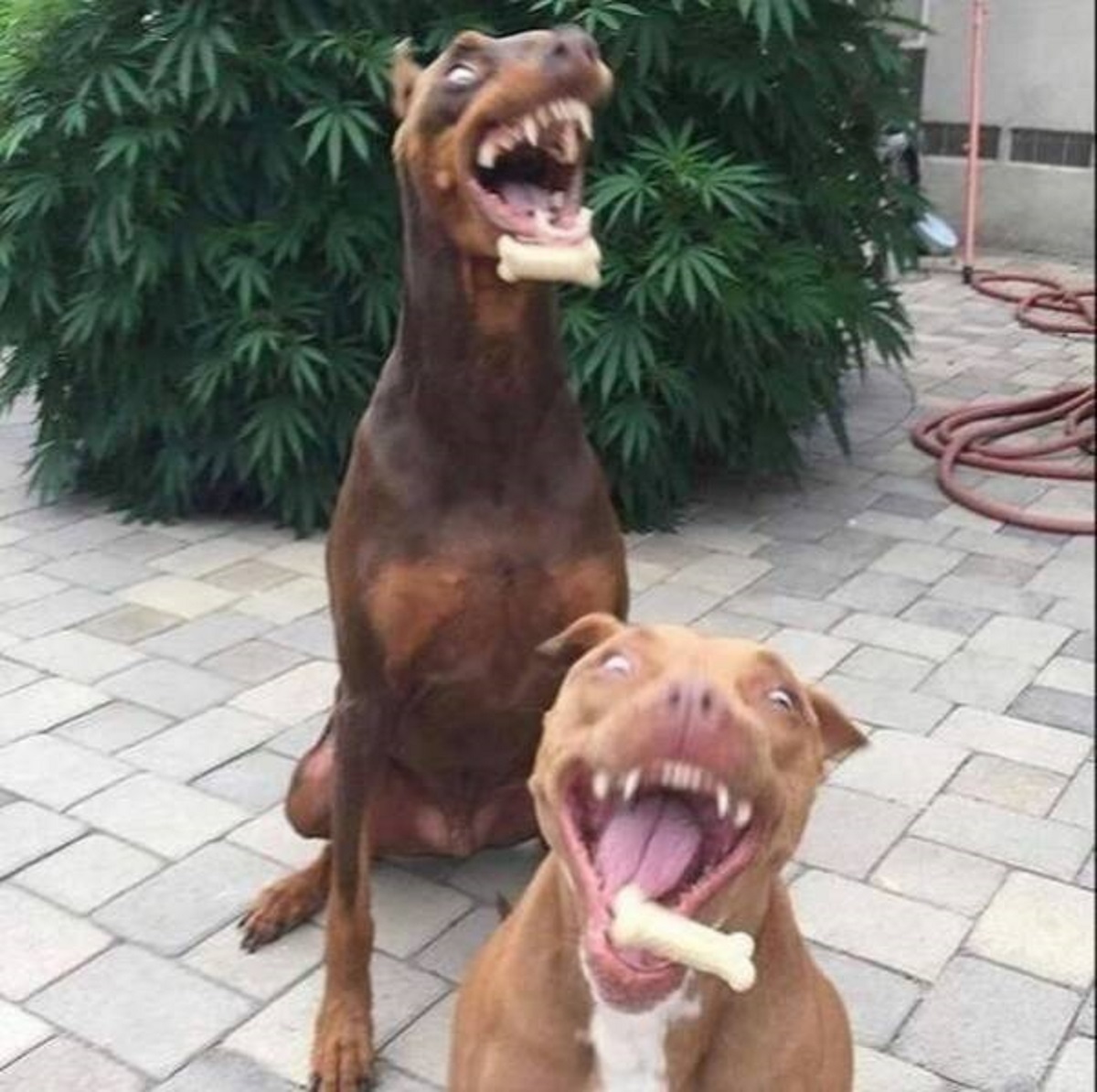dog yawns