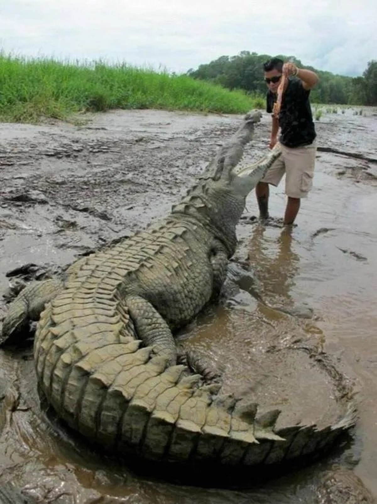 nile crocodile