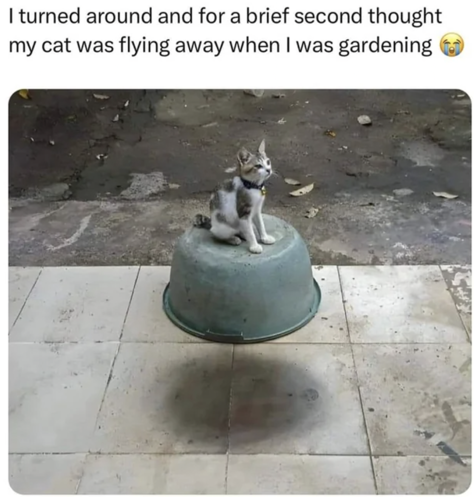 bronze sculpture - I turned around and for a brief second thought my cat was flying away when I was gardening