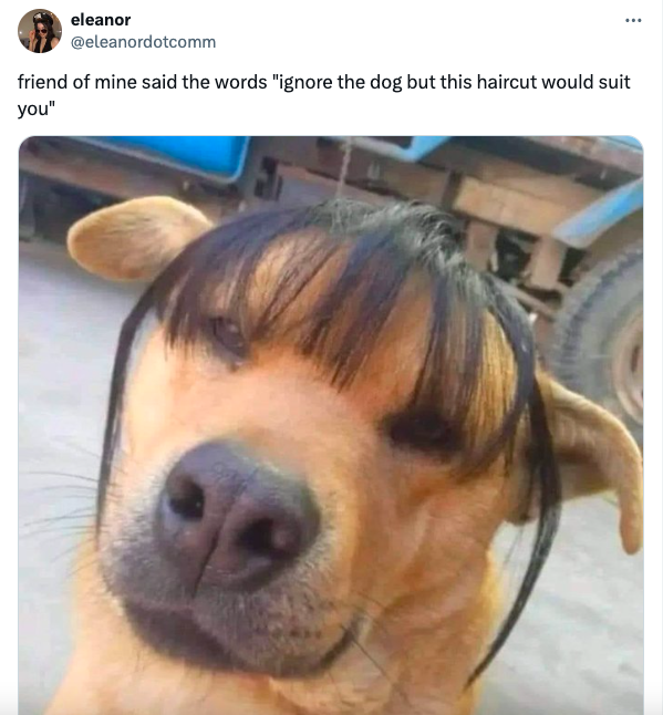dog - eleanor friend of mine said the words "ignore the dog but this haircut would suit you"