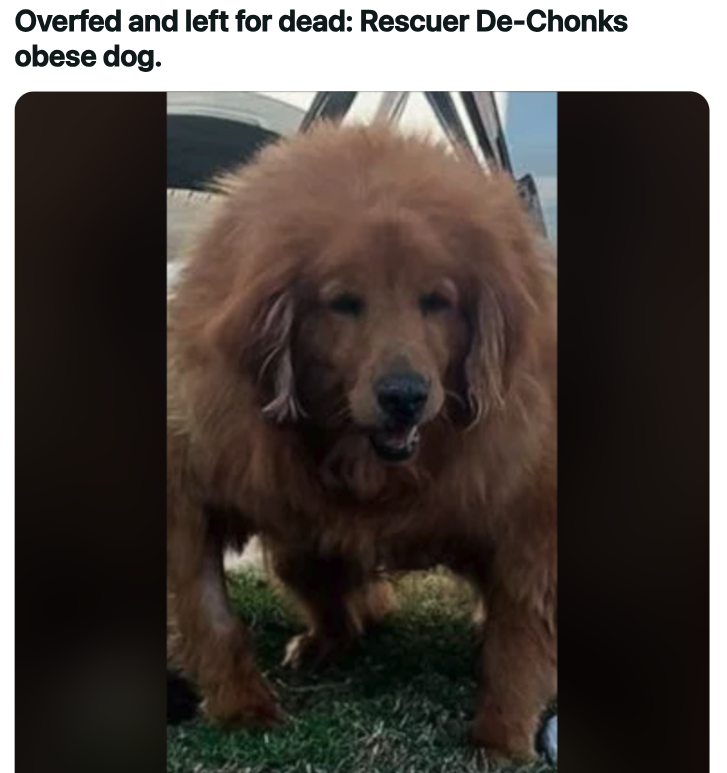 golden retriever who was obese and couldn t stand now loves chasing tennis balls - Overfed and left for dead Rescuer DeChonks obese dog.