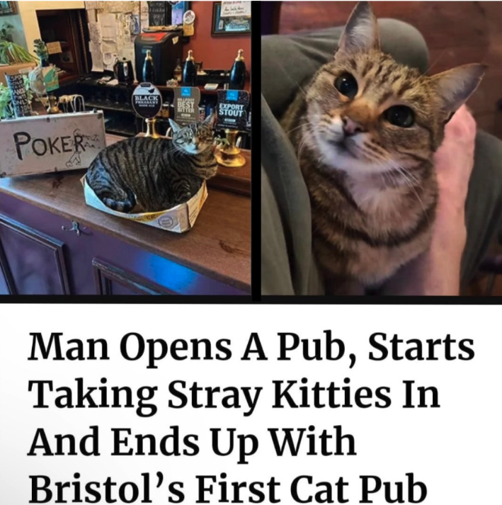 photo caption - Poker Export Stout Man Opens A Pub, Starts Taking Stray Kitties In And Ends Up With Bristol's First Cat Pub