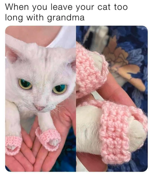 you leave your cat with grandma - When you leave your cat too long with grandma