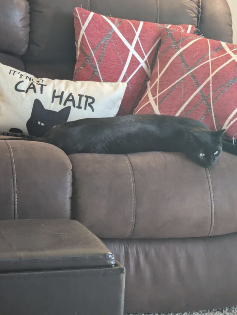 couch - It'S N Cat Hair