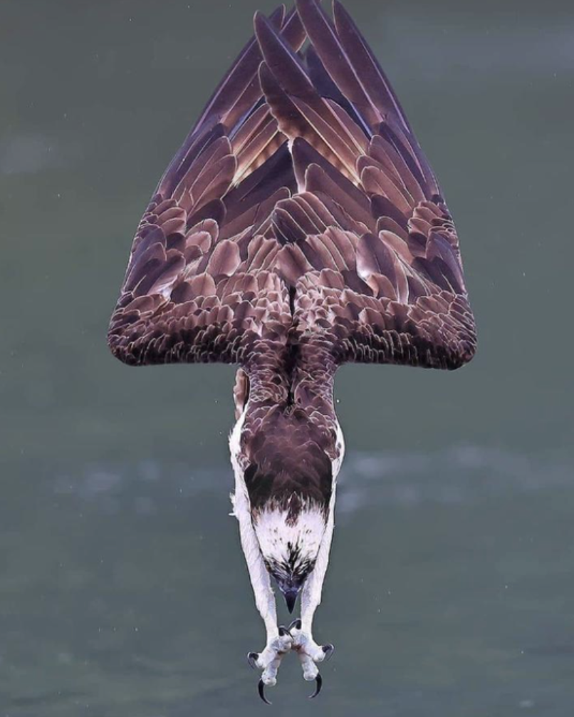 perfect shot of osprey diving
