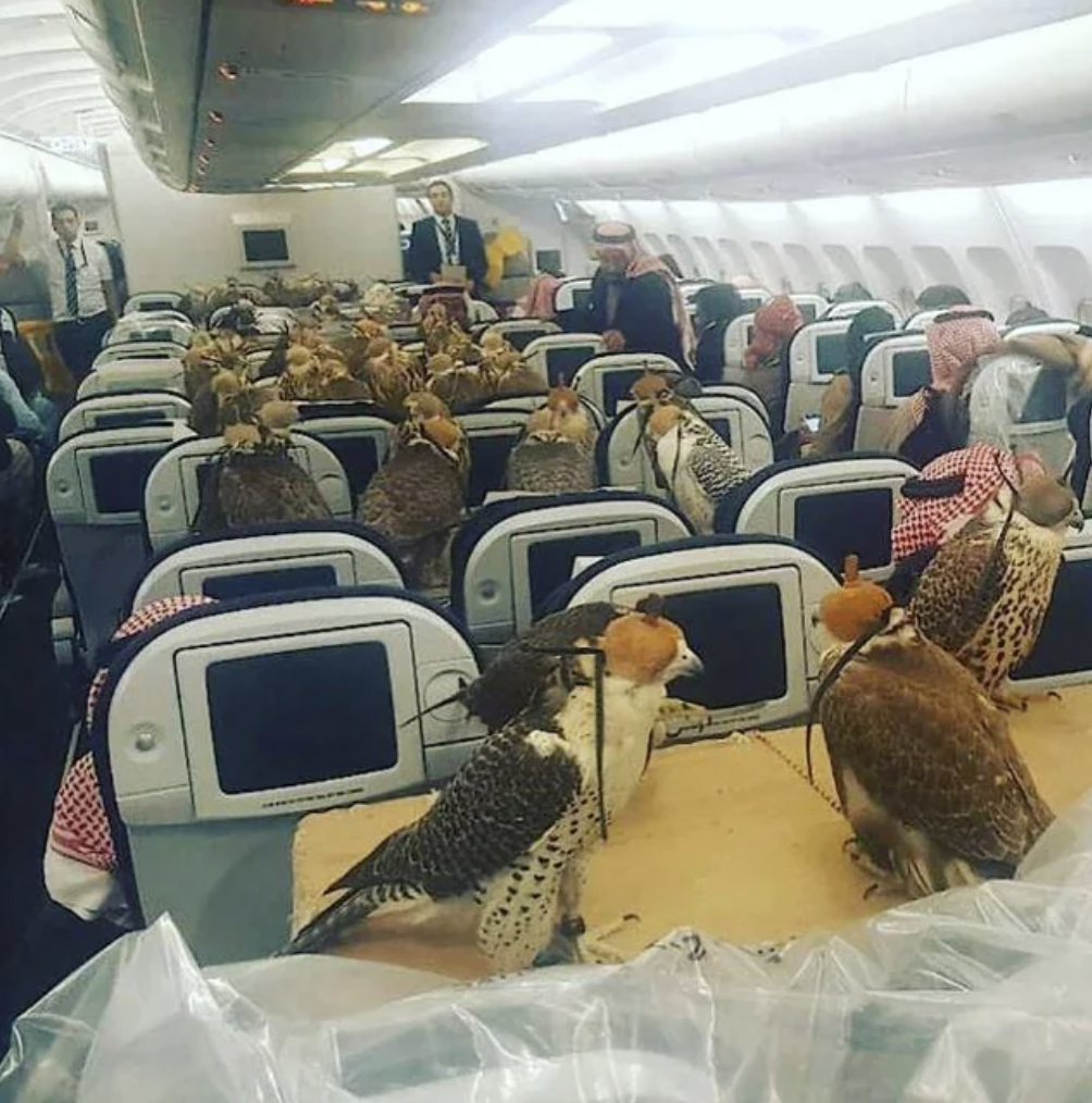 A Saudi prince bought airplane seats for all 80 of his falcons.