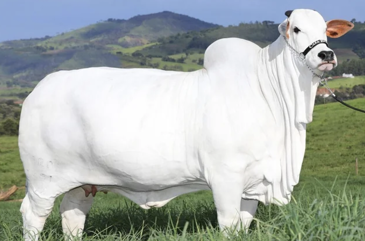 most expensive cow breed