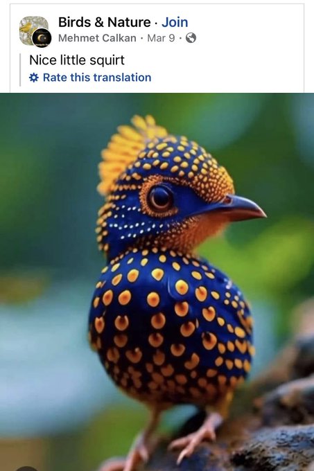 rallidae - Birds & Nature. Join Mehmet Calkan Nice little squirt Rate this translation Mar 9.