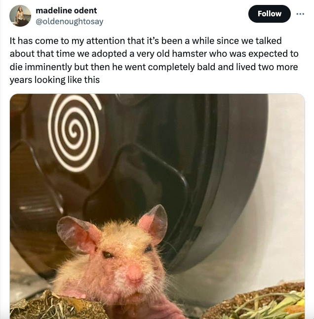 mouse - madeline odent It has come to my attention that it's been a while since we talked about that time we adopted a very old hamster who was expected to die imminently but then he went completely bald and lived two more years looking this