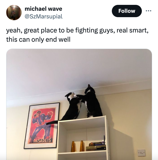 pet - michael wave yeah, great place to be fighting guys, real smart, this can only end well Pasareis