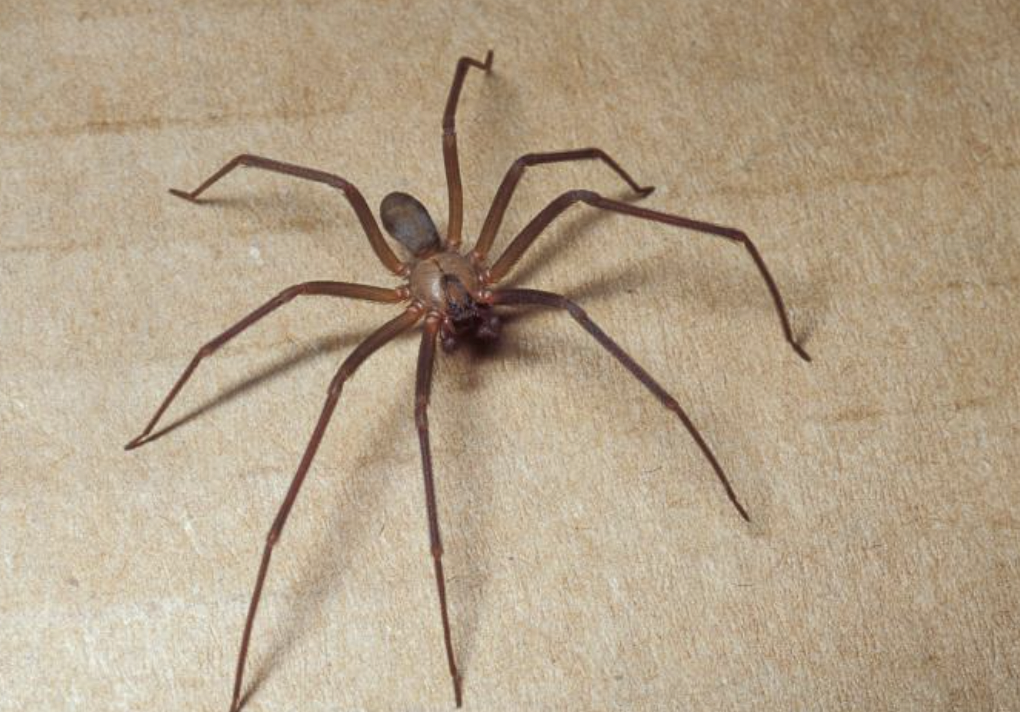 small brown recluse