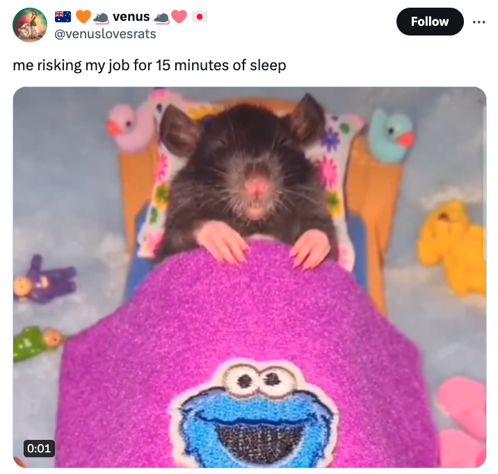 rat - venus me risking my job for 15 minutes of sleep