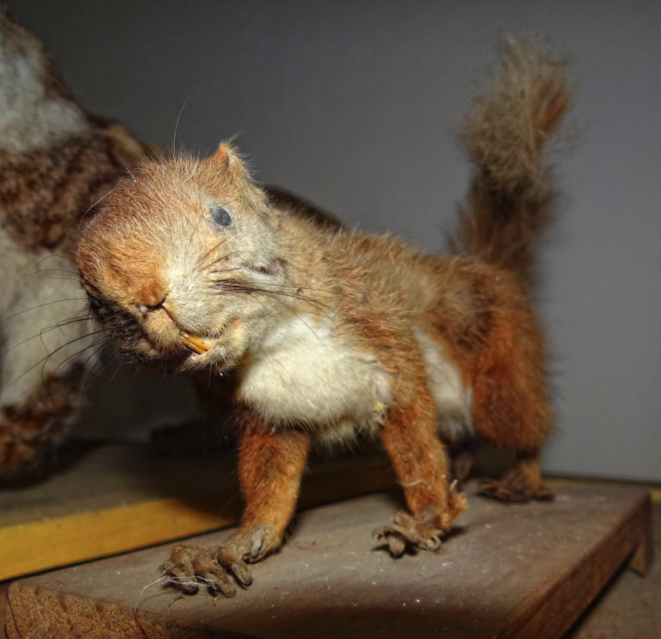 fox squirrel