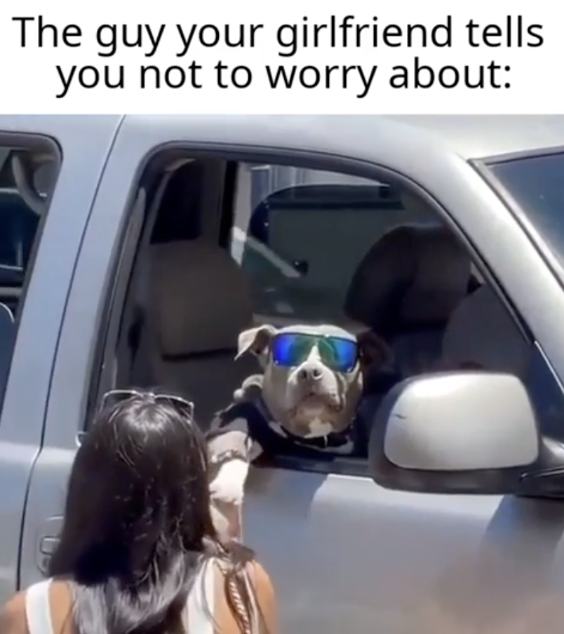 boston terrier - The guy your girlfriend tells you not to worry about