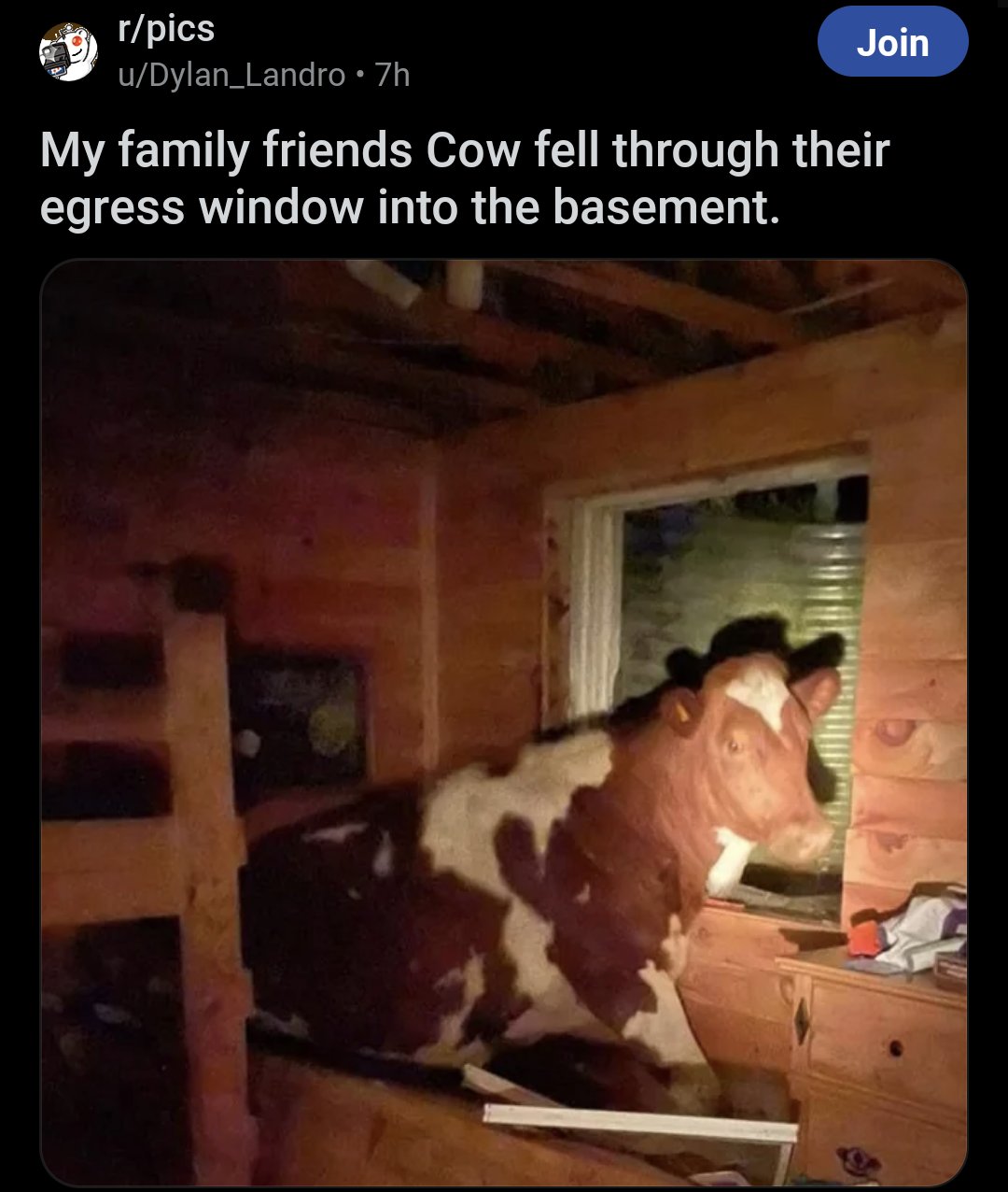 screenshot - rpics uDylan_Landro .7h Join My family friends Cow fell through their egress window into the basement.