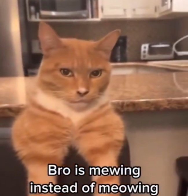 photo caption - Bro is mewing instead of meowing