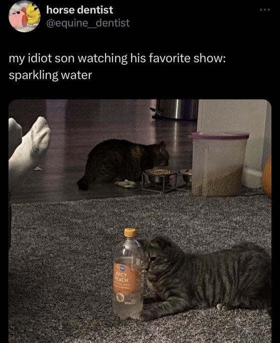 domestic short-haired cat - horse dentist my idiot son watching his favorite show sparkling water Nicy Peach