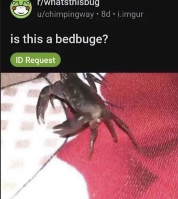bedbuge meme - rwhatsthisbug uchimpingway 8d. i.imgur is this a bedbuge? Id Request
