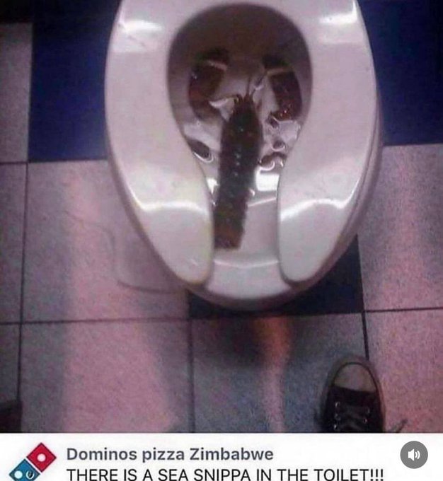 sea snippa - Dominos pizza Zimbabwe There Is A Sea Snippa In The Toilet!!!