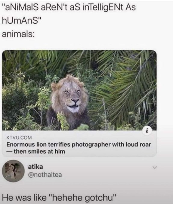 masai lion - "aNiMalS aReN't as inTelligENt As hUmAnS" animals 2. Ktvu.Com Enormous lion terrifies photographer with loud roar then smiles at him atika He was "hehehe gotchu"