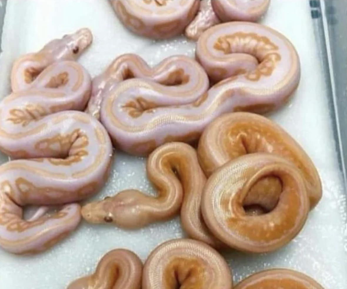 glazed donut snake