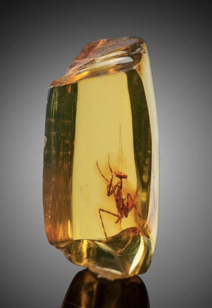 A 30 million year old praying mantis embedded in amber.