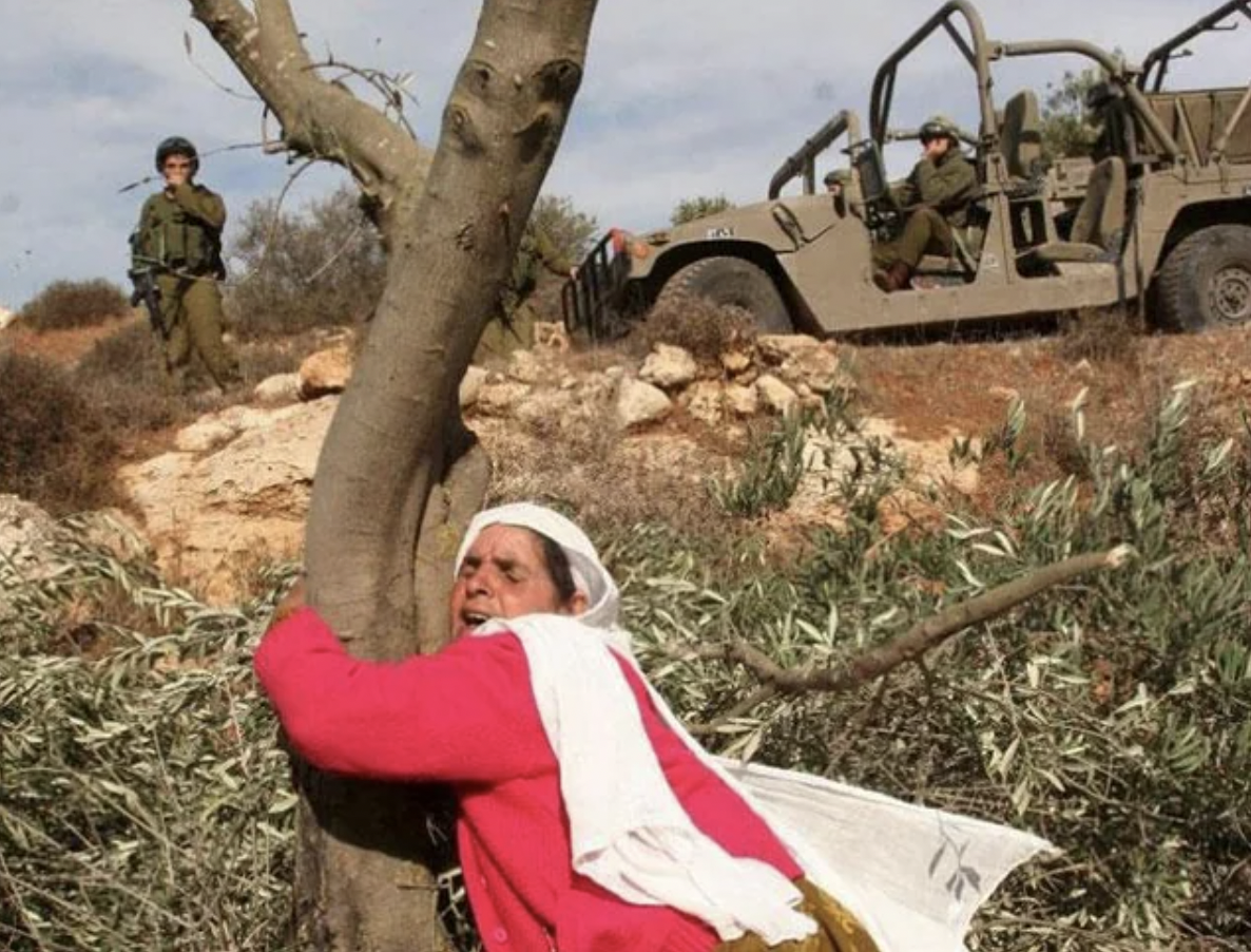 Farmer hugging the last olive grove in her field before it gets bulldozed.