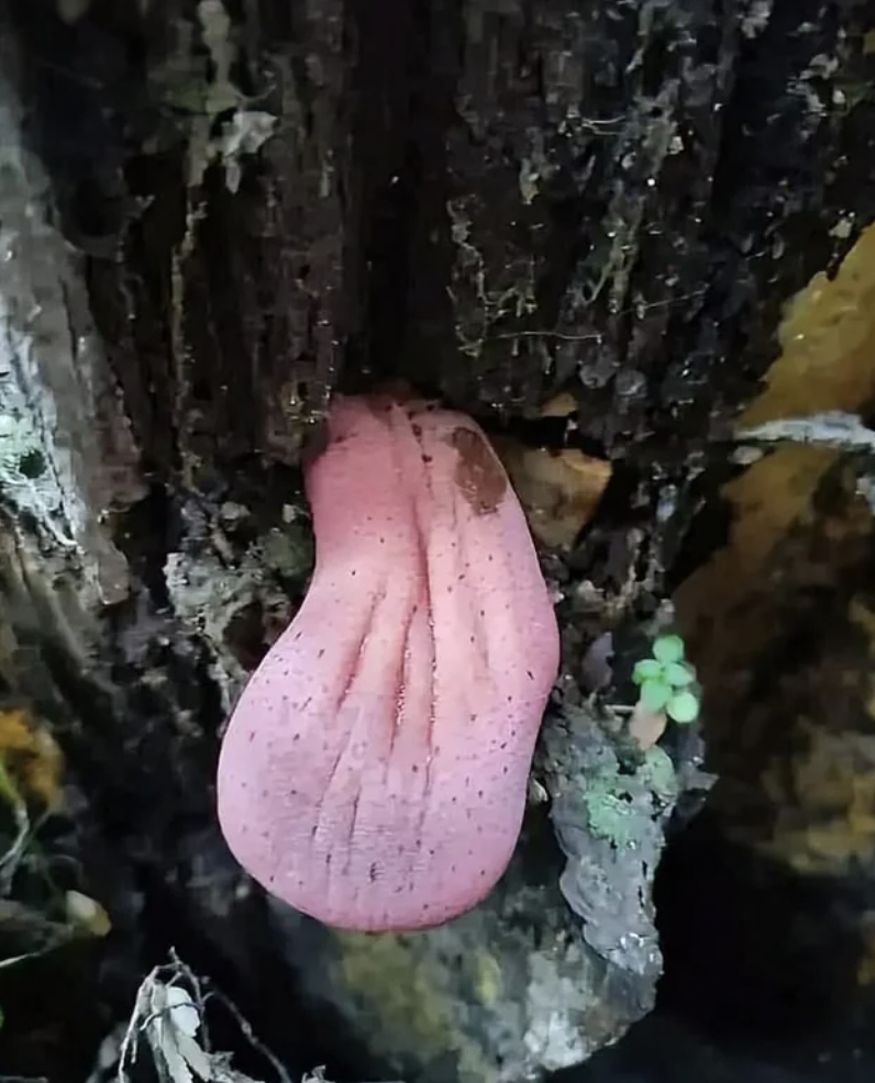 Ox Tounge, or Toungue Mushroom, commonly found on Chestnut and Oak trees.