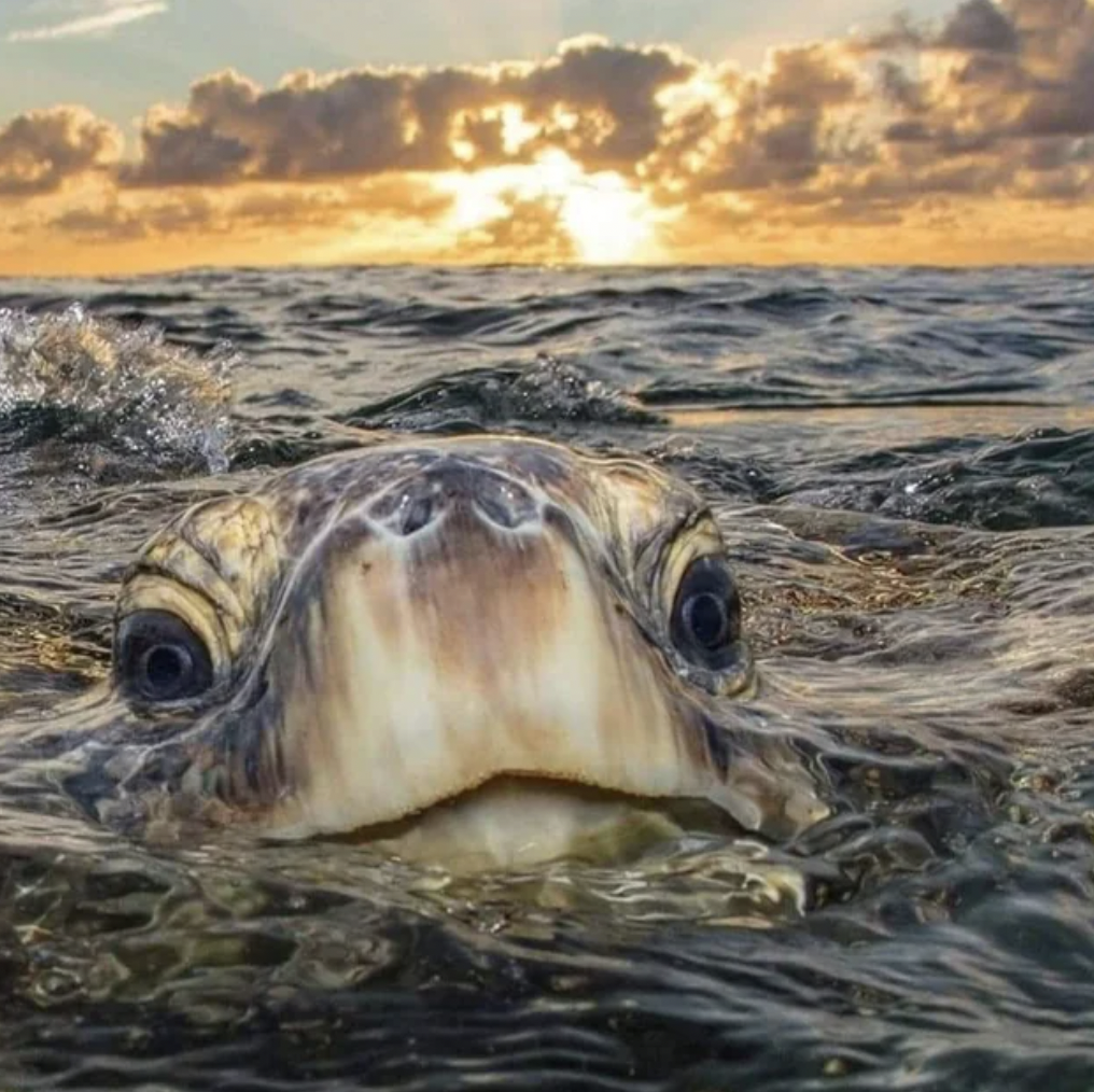 beautiful sea turtles