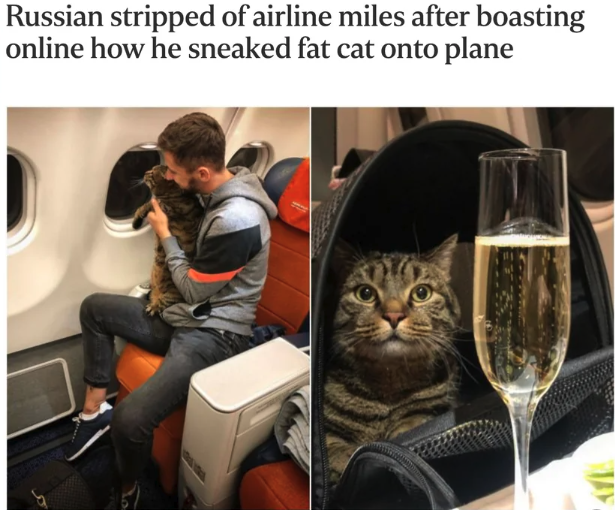 tabby cat - Russian stripped of airline miles after boasting online how he sneaked fat cat onto plane
