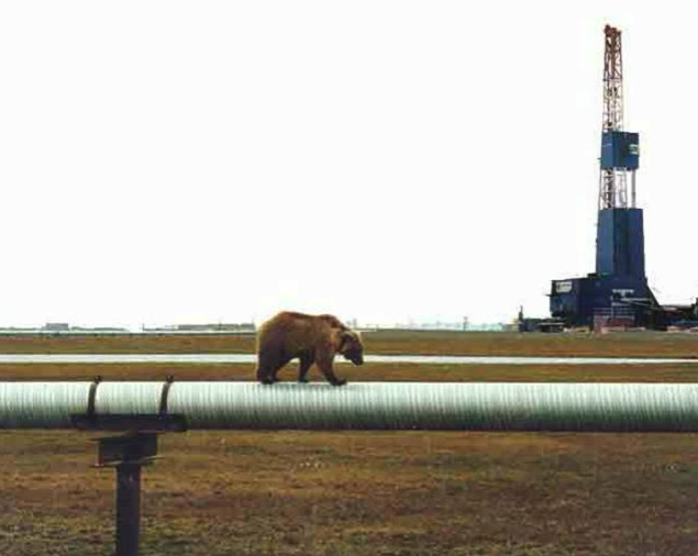 alaska pipeline wildlife