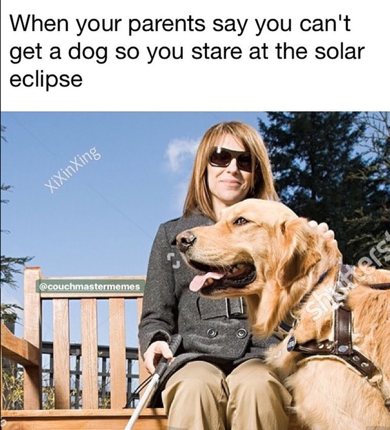 Guide dog - When your parents say you can't get a dog so you stare at the solar eclipse XiXinXing shatters