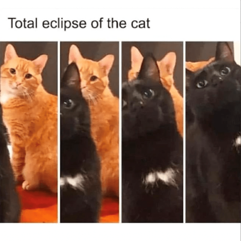 total eclipse cat - Total eclipse of the cat
