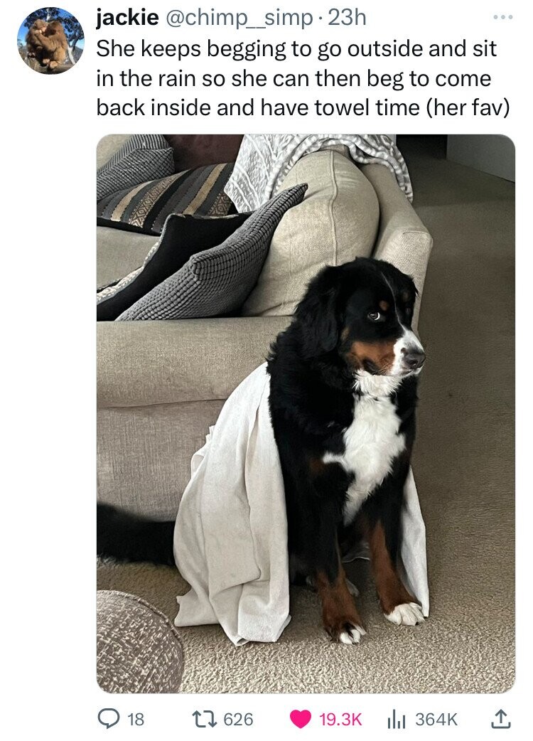bernese mountain dog - jackie . 23h She keeps begging to go outside and sit in the rain so she can then beg to come back inside and have towel time her fav 18 1626 Ilil