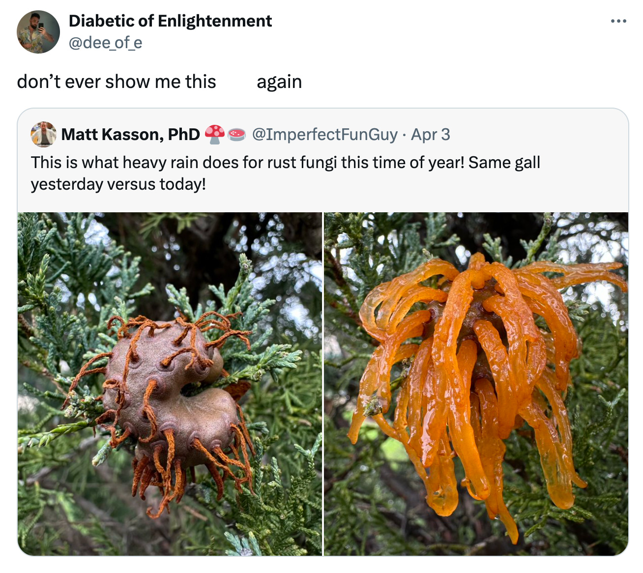 marine biology - Diabetic of Enlightenment don't ever show me this again Matt Kasson, PhD Apr 3 This is what heavy rain does for rust fungi this time of year! Same gall yesterday versus today!