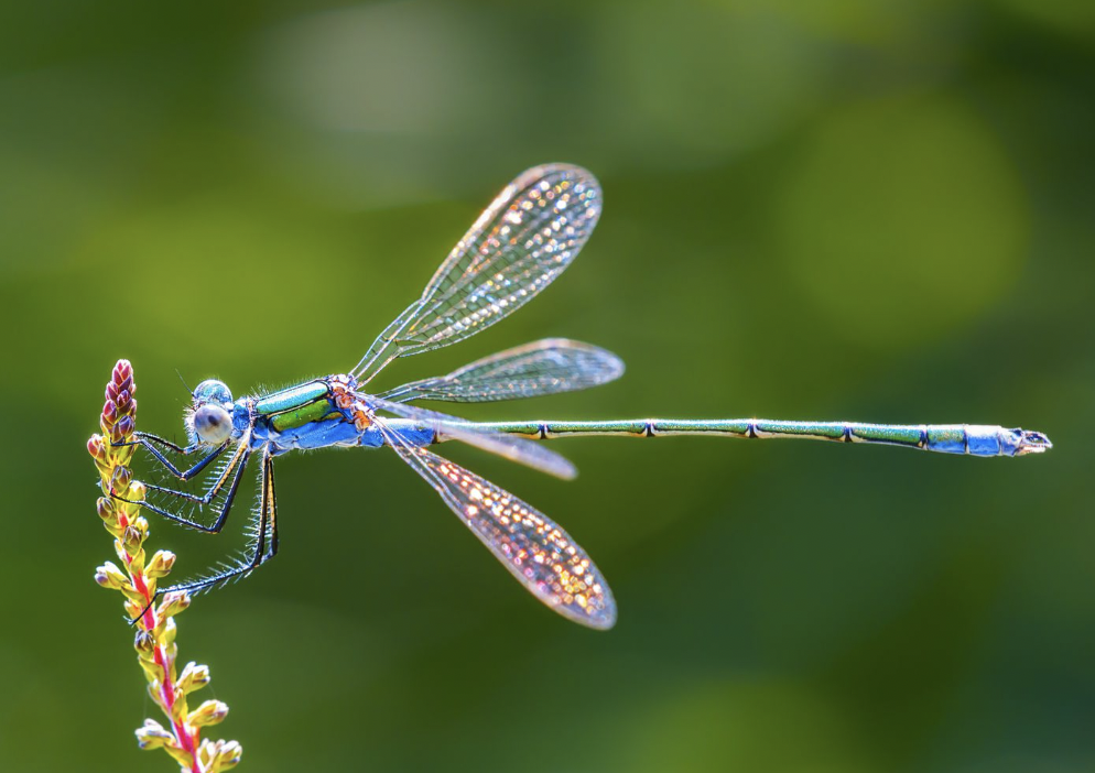 Dragonflies have legs but cannot walk. They are the only insect that can fly backwards. The only other animal that can fly backwards is the hummingbird.