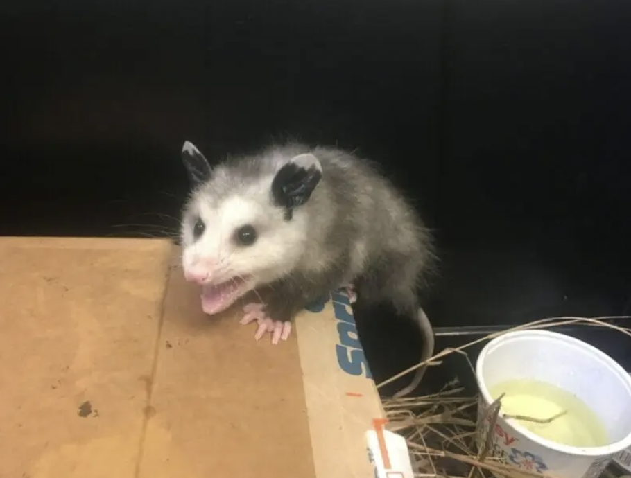 cute possum