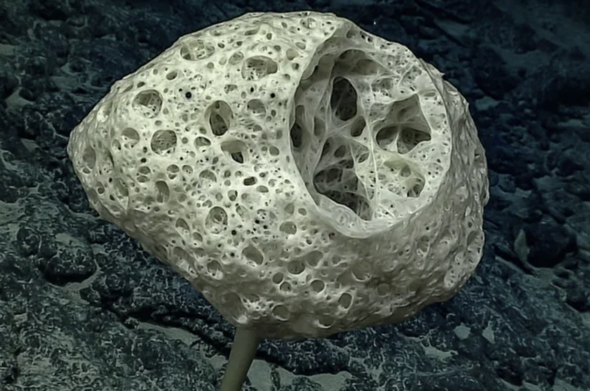 This is a Glass Sponge, found in all oceans and live to 15000 years old.
