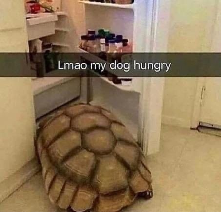 pet turtle meme - Lmao my dog hungry