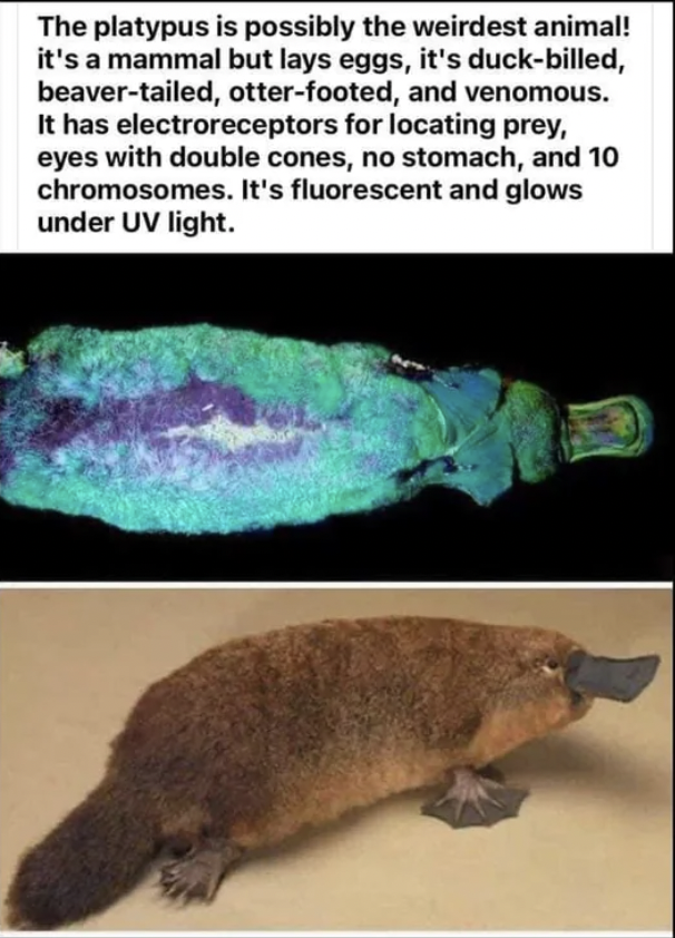 topos - The platypus is possibly the weirdest animal! it's a mammal but lays eggs, it's duckbilled, beavertailed, otterfooted, and venomous. It has electroreceptors for locating prey, eyes with double cones, no stomach, and 10 chromosomes. It's fluorescen