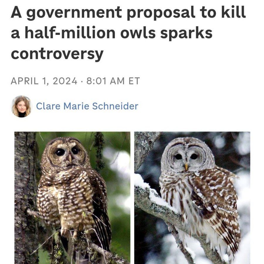 barred owl snow - A government proposal to kill a halfmillion owls sparks controversy Et Clare Marie Schneider