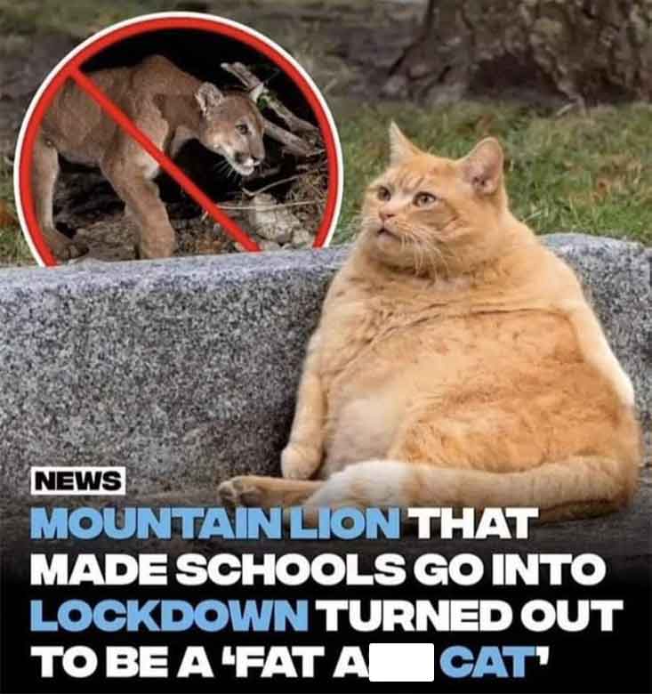 domestic short-haired cat - News Mountain Lion That Made Schools Go Into Lockdown Turned Out To Be A 'Fat A Cat'