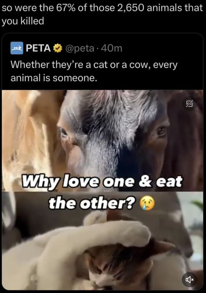 baboon - so were the 67% of those 2,650 animals that you killed Peta 40m Whether they're a cat or a cow, every animal is someone. 19 Why love one & eat the other?