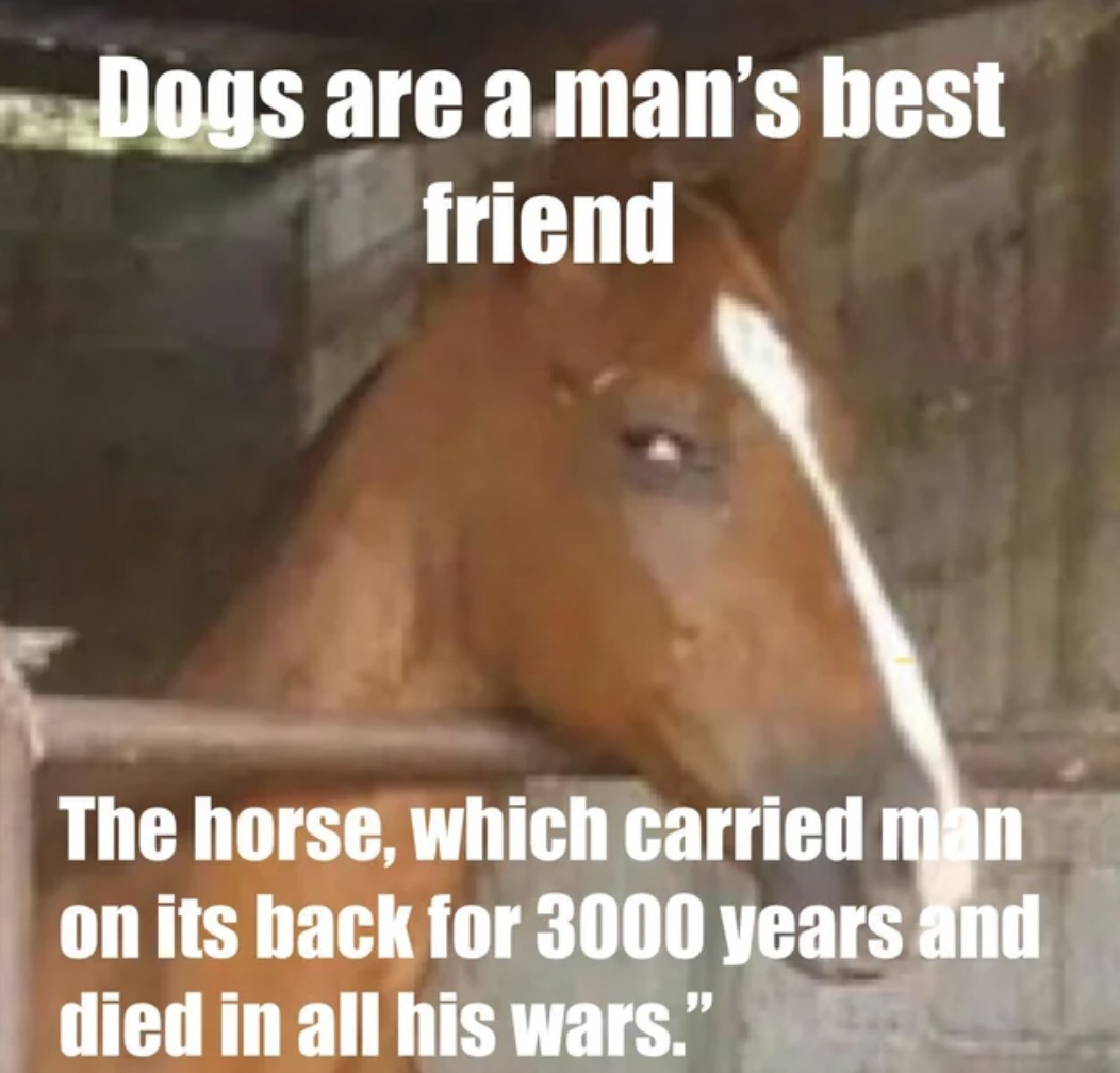 photo caption - Dogs are a man's best friend The horse, which carried man on its back for 3000 years and died in all his wars."