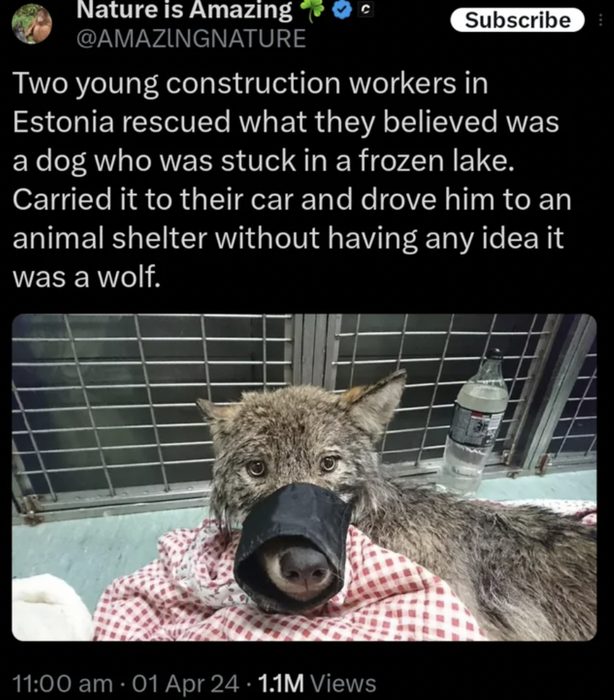 Internet meme - Nature is Amazing Subscribe Two young construction workers in Estonia rescued what they believed was a dog who was stuck in a frozen lake. Carried it to their car and drove him to an animal shelter without having any idea it was a wolf. 01