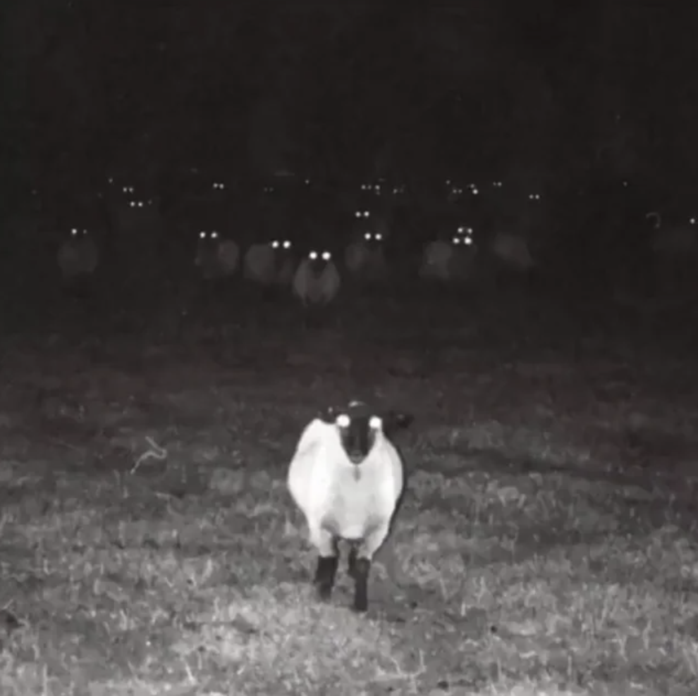 cursed images sheep