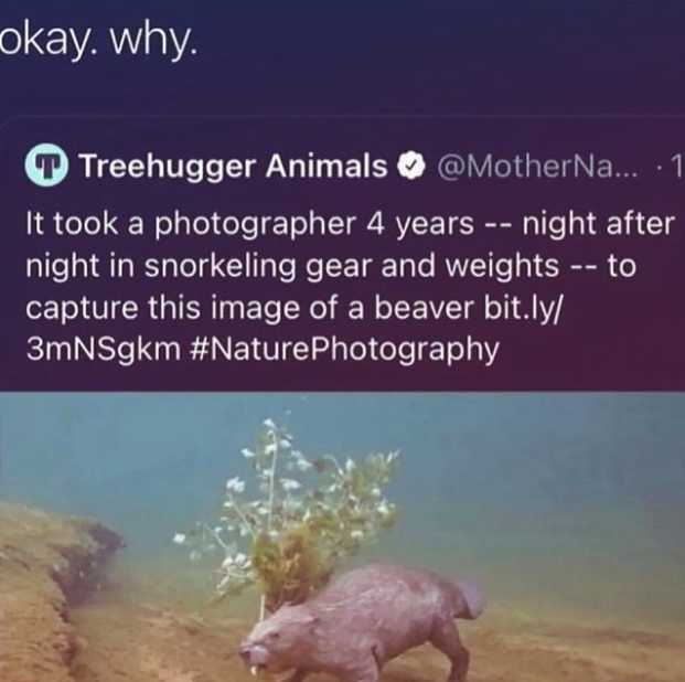 domestic pig - okay. why. O Treehugger Animals ... .1 It took a photographer 4 years night after night in snorkeling gear and weights to capture this image of a beaver bit.ly 3mNSgkm
