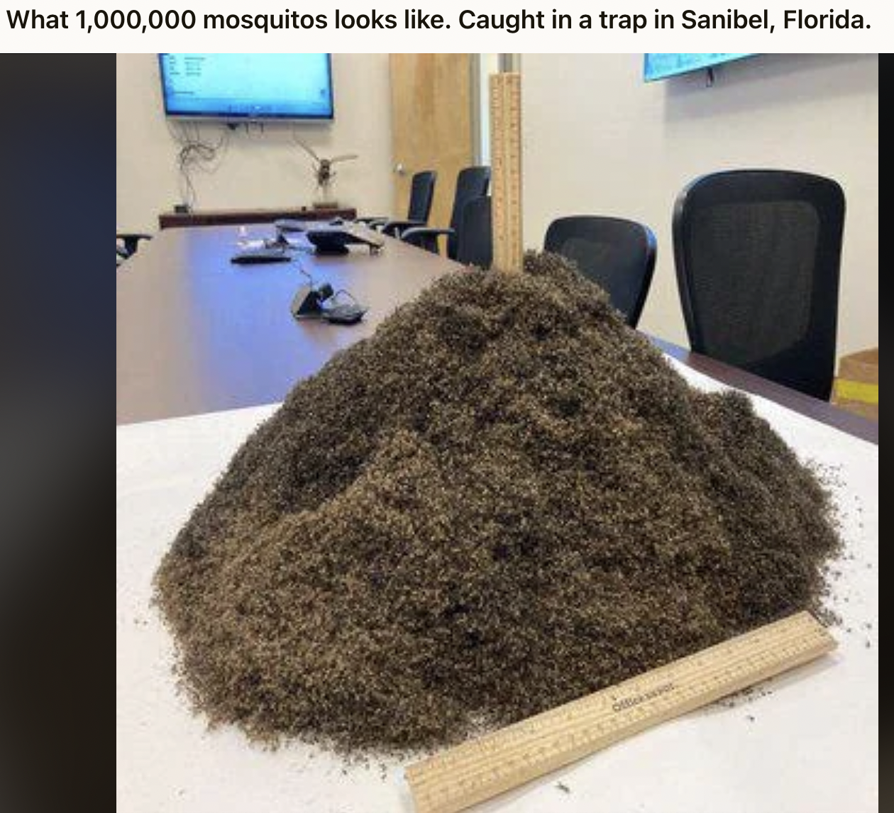 million mosquitoes - What 1,000,000 mosquitos looks . Caught in a trap in Sanibel, Florida.
