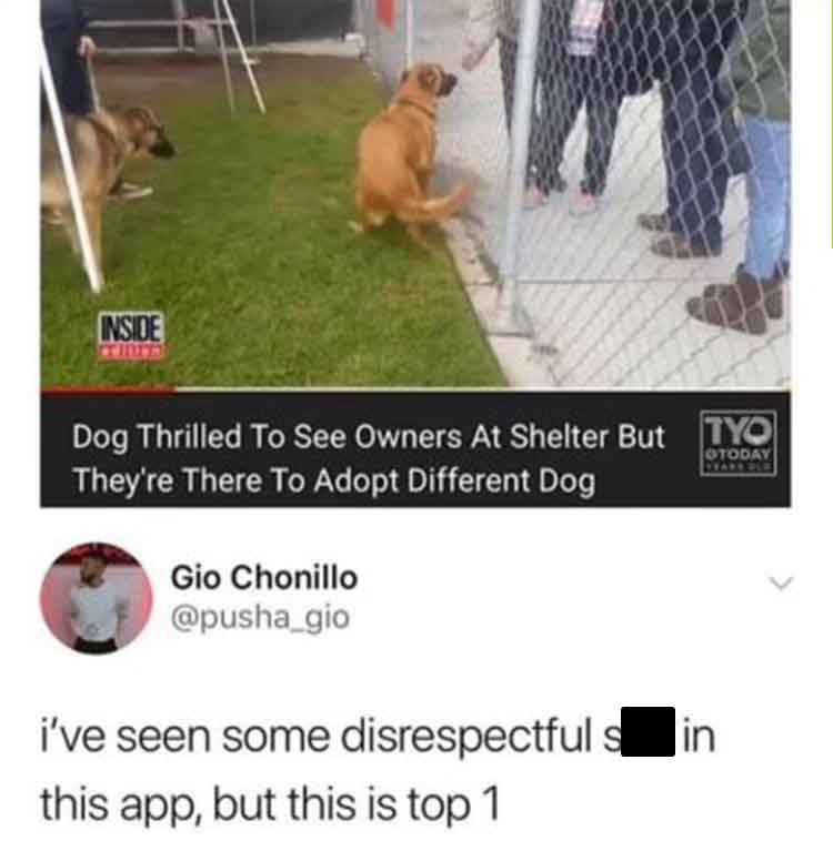 vizsla - Inside Otoday Dog Thrilled To See Owners At Shelter But Tyo They're There To Adopt Different Dog Gio Chonillo i've seen some disrespectful s this app, but this is top 1